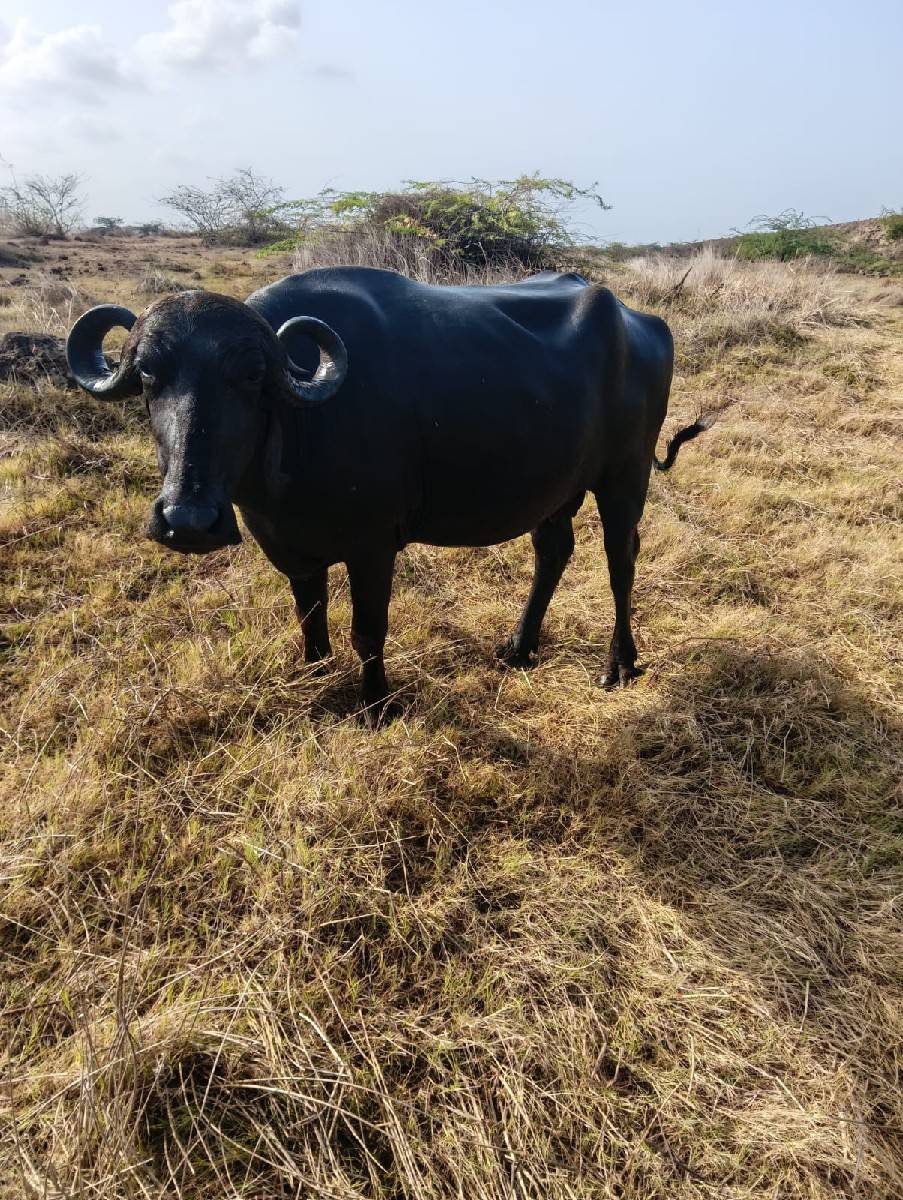 ખડેલી વેચવાની છે બીજુ વેતર