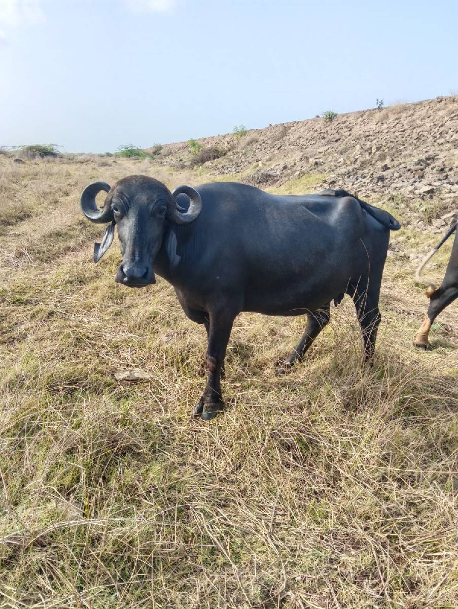 ખડેલી વેચવાની છે બીજુ વેતર