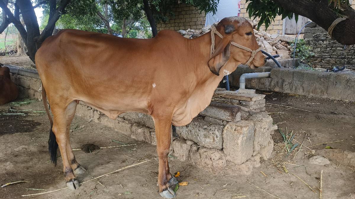 વાછળ્યું  વેચવા ની છે