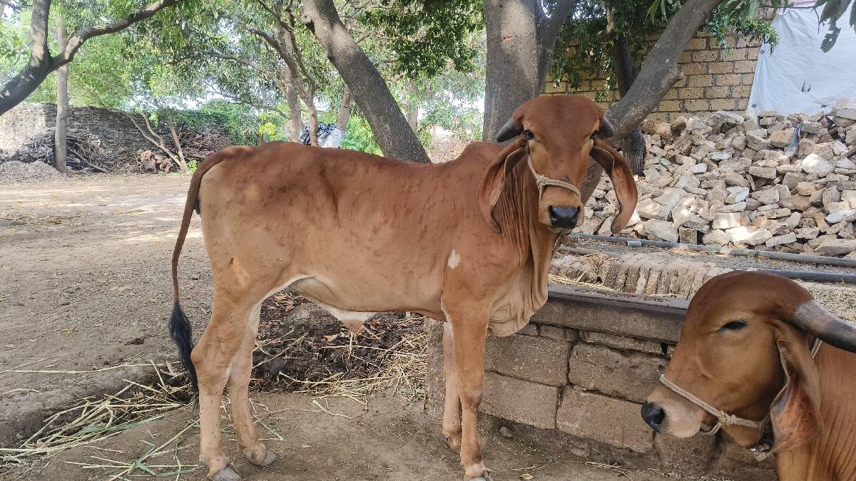 વાછળ્યું  વેચવા ની છે