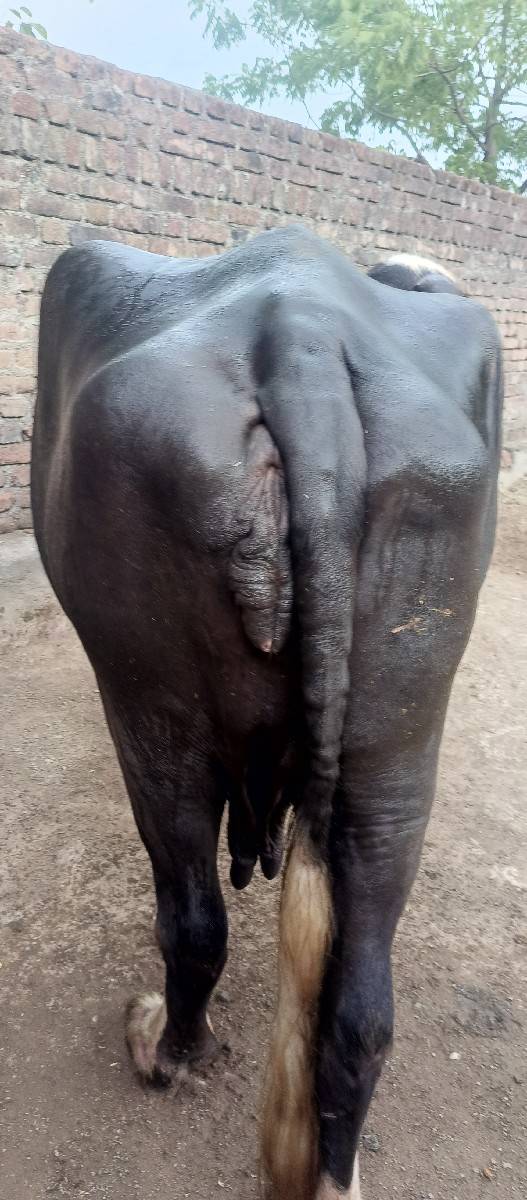 આ ભેસ વેચવાની છે