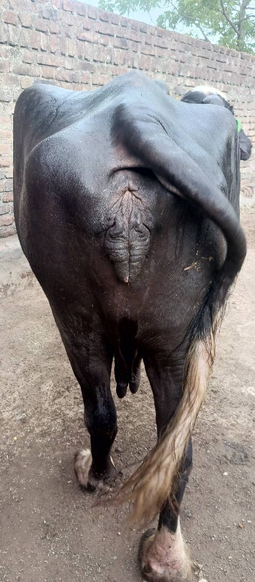 આ ભેસ વેચવાની છે