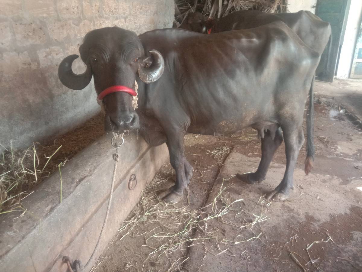 ભેસ