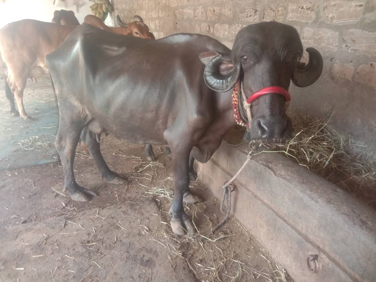 ભેસ