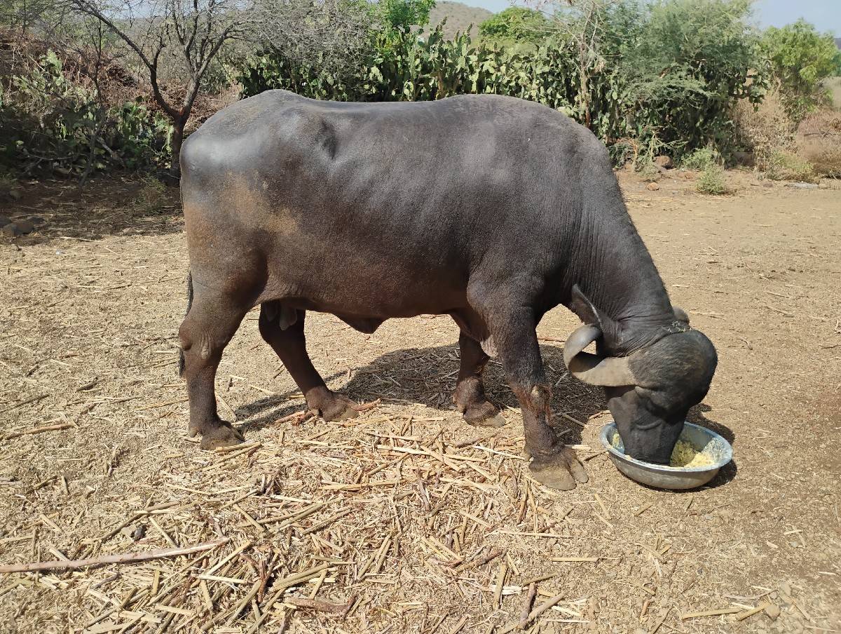 ભેંસ વેચવાની છે