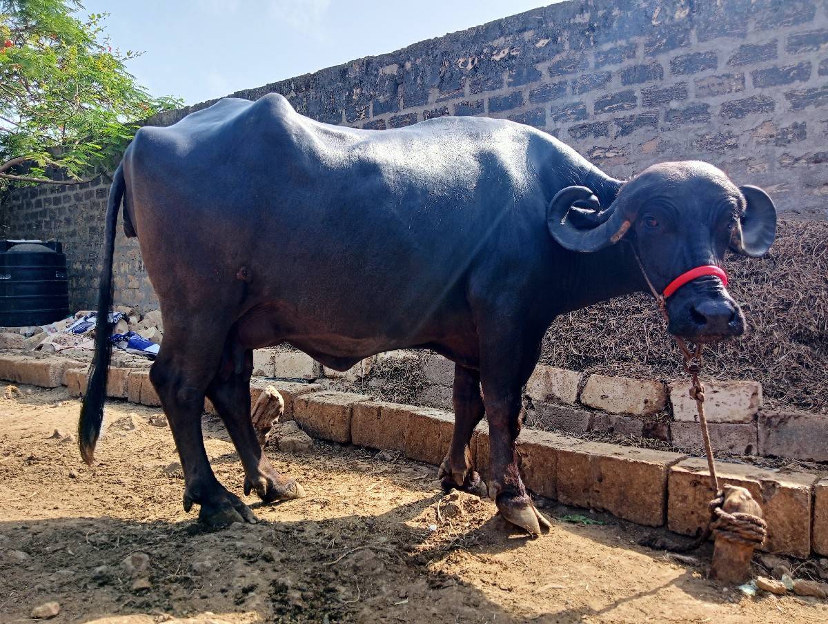 ભેંસ વેચવાની છે