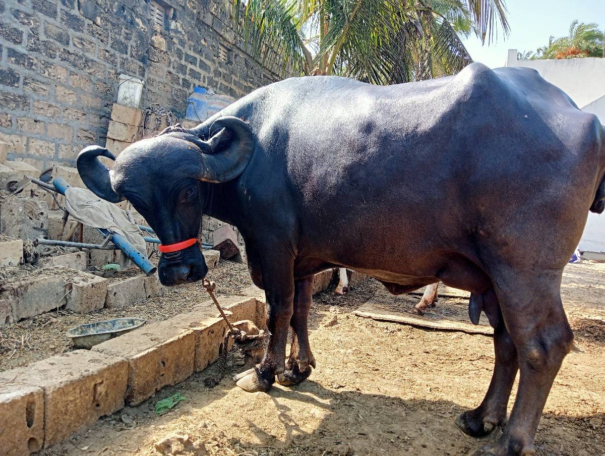 ભેંસ વેચવાની છે