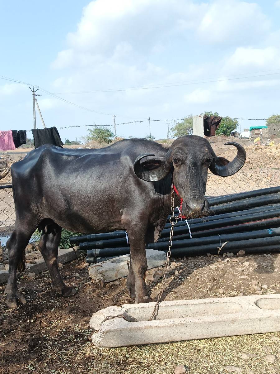 ખડાય વેચવાની છે