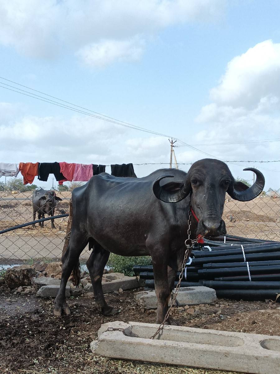 ખડાય વેચવાની છે