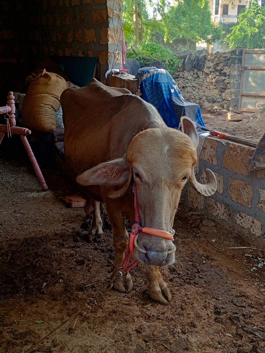 ભેંસ વેચવાની સે