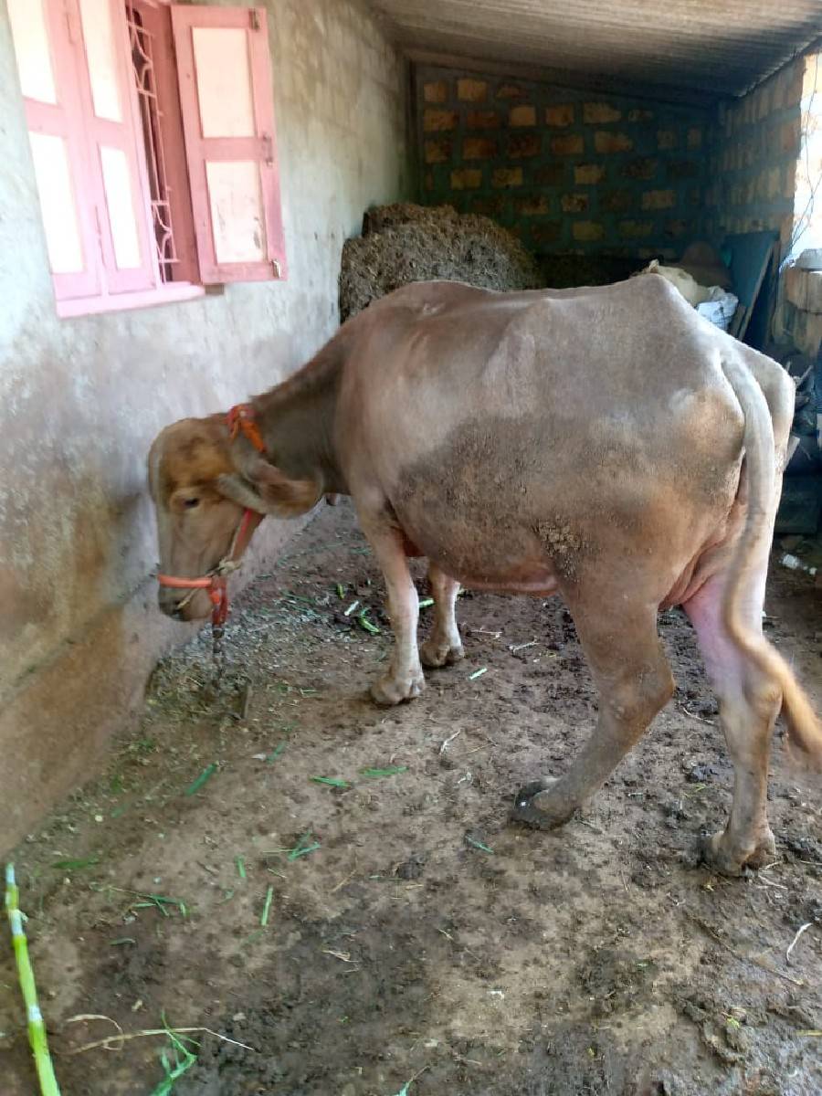 ભેંસ વેચવાની સે