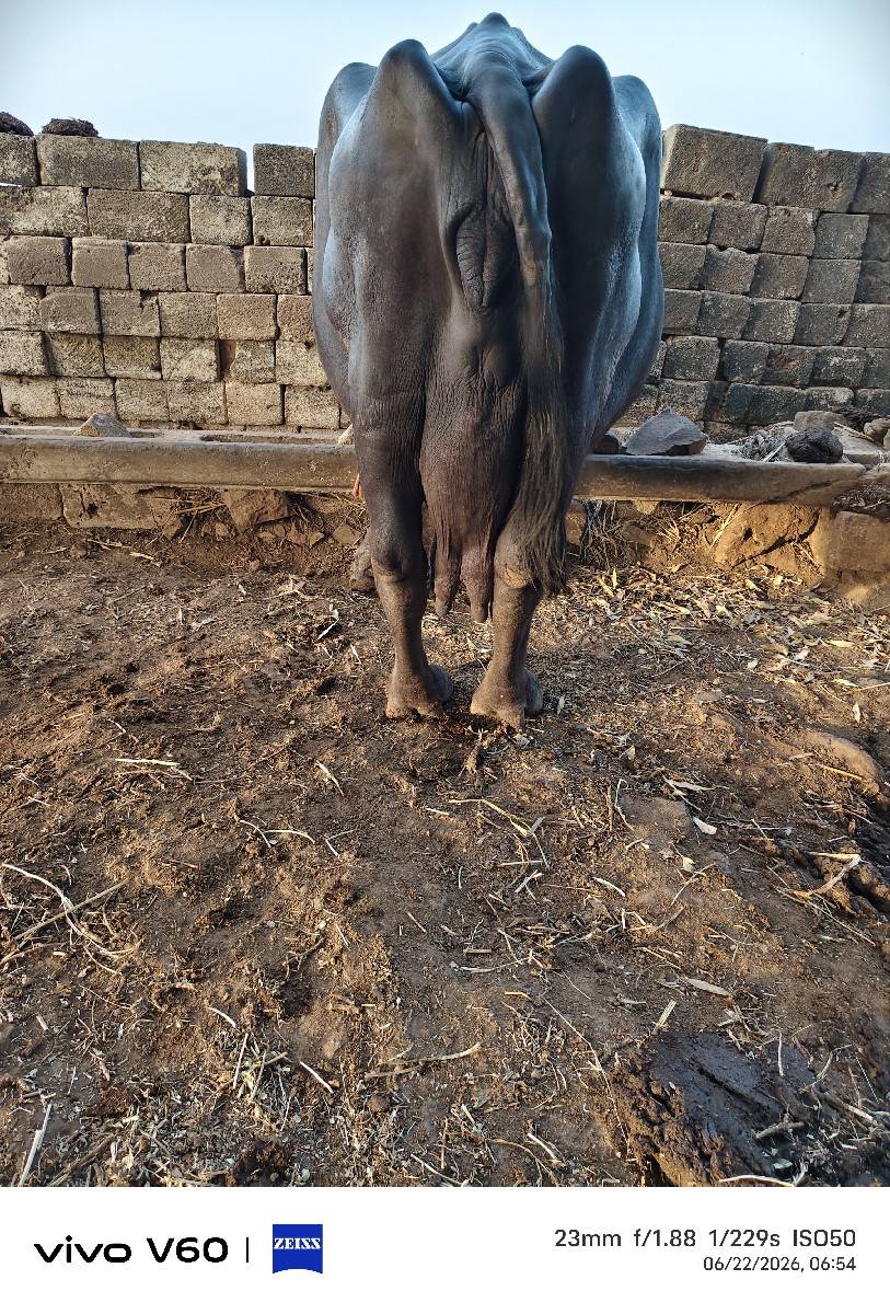 ભેંશ
