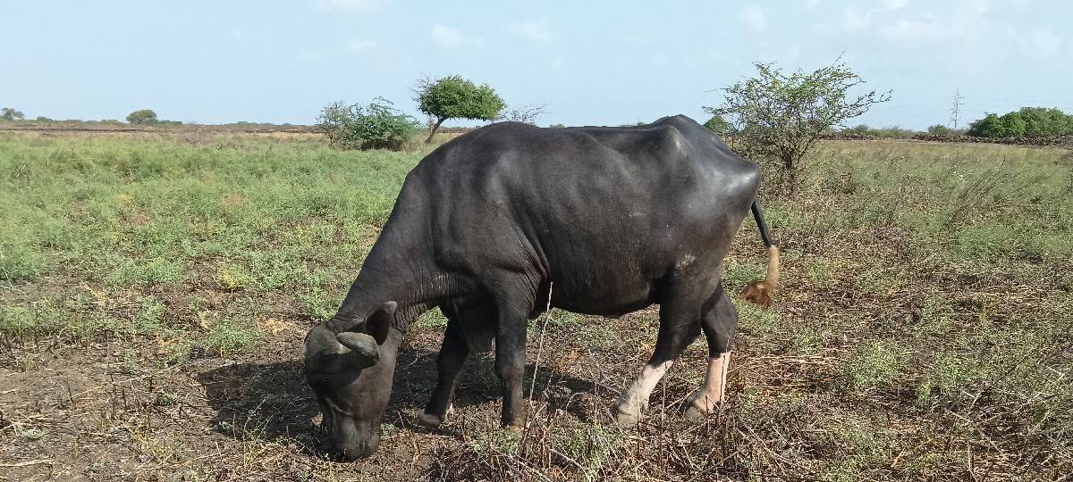 પેલું વેતર છે 9510199717