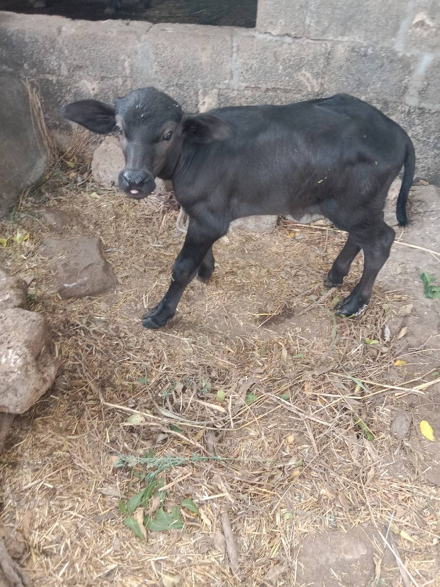 ચાર દિવસ નો પાડો