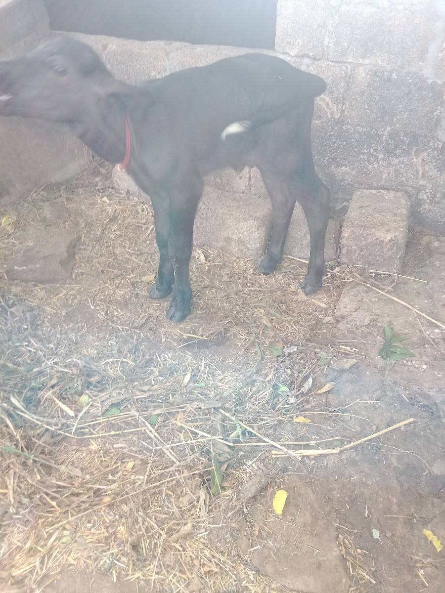 ચાર દિવસ નો પાડો