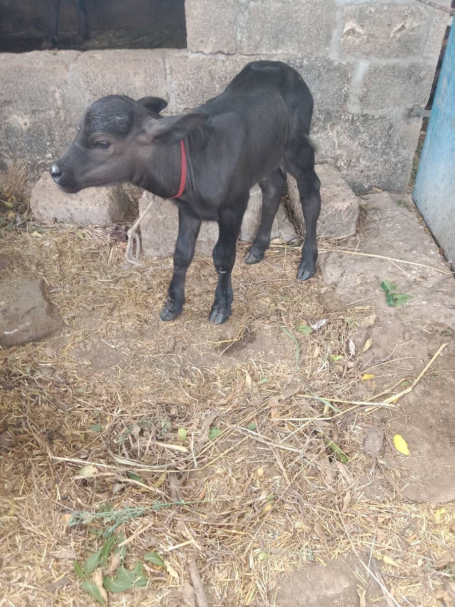 ચાર દિવસ નો પાડો