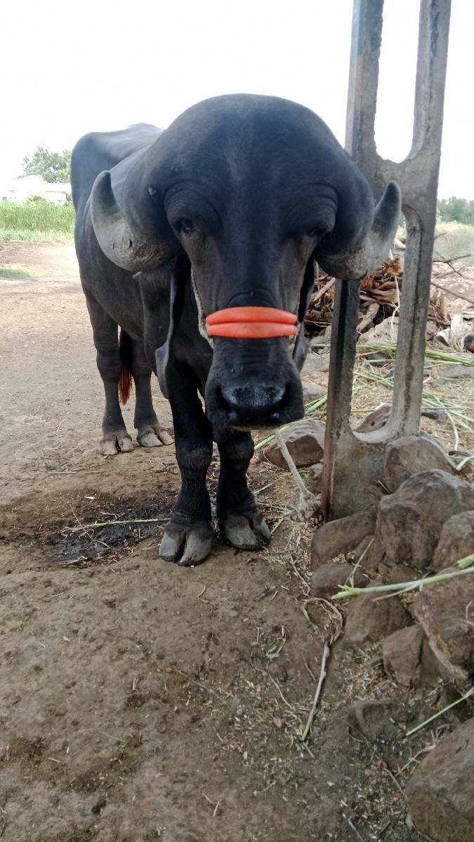pado