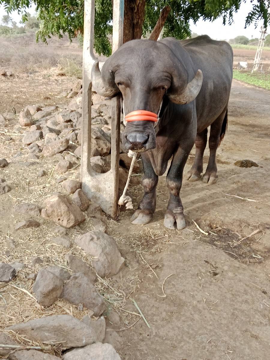 pado