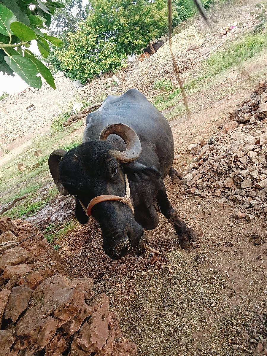 ભેસ વેસવાની છે