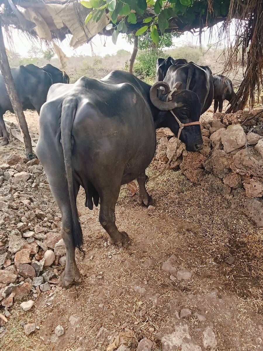 ભેસ વેસવાની છે