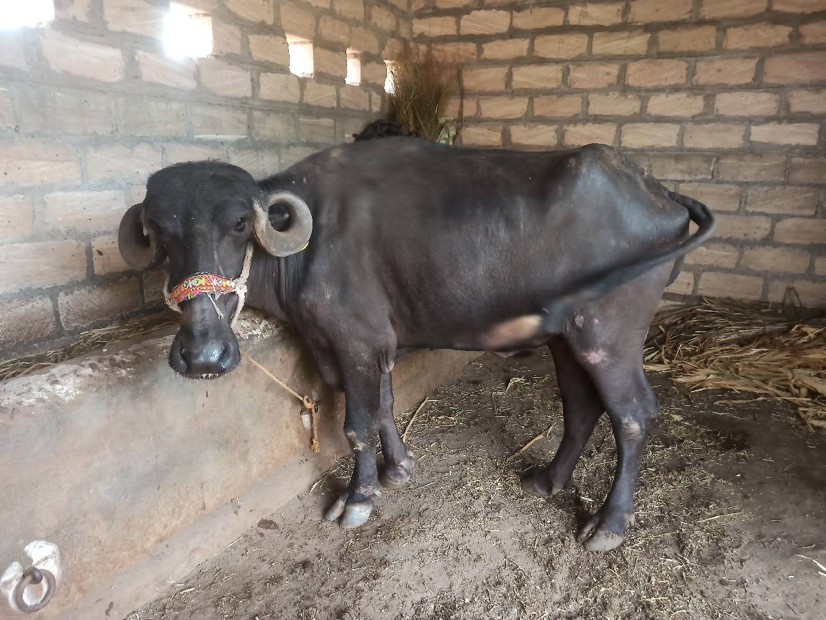 4 દાતે પાડી વેચાવ સે