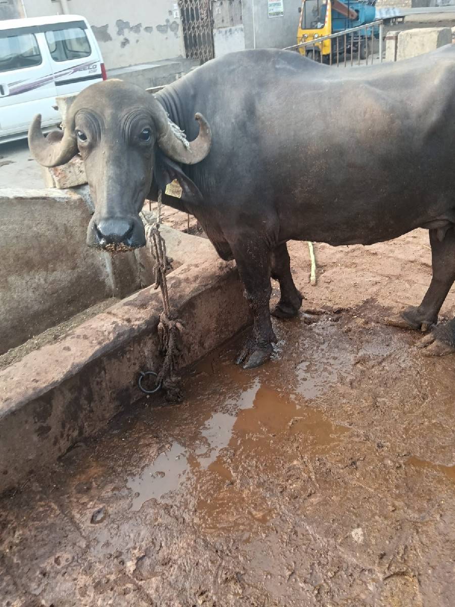ભેંસ વેચવાની છે