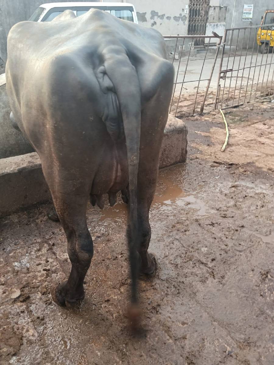 ભેંસ વેચવાની છે