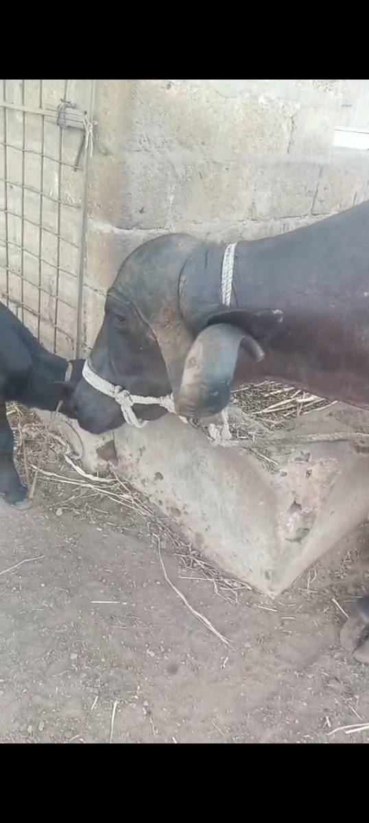 bhesha vechavani che