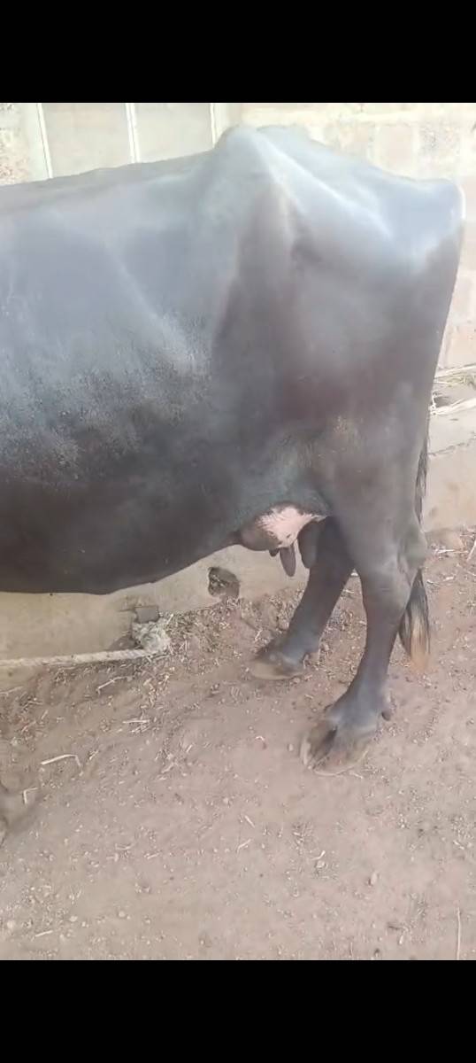 bhesha vechavani che