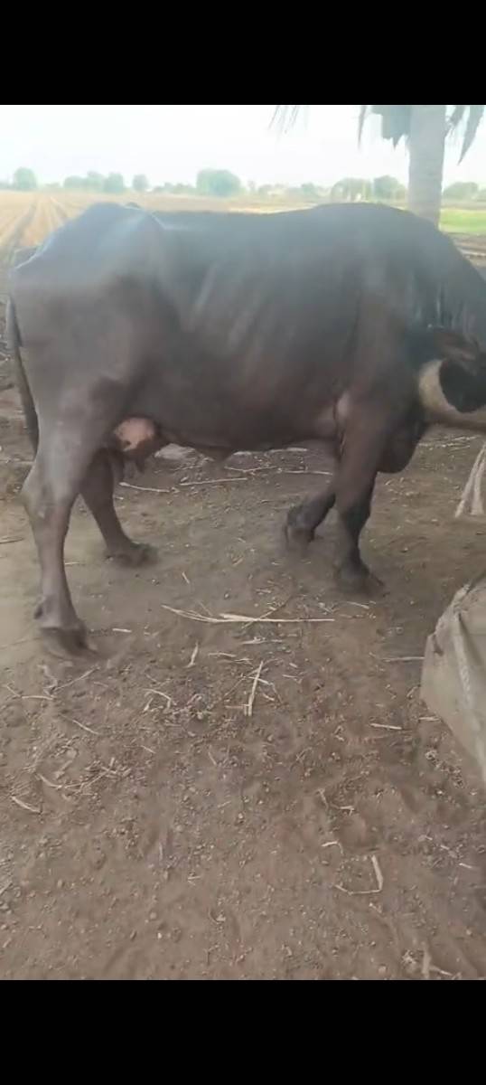 bhesha vechavani che