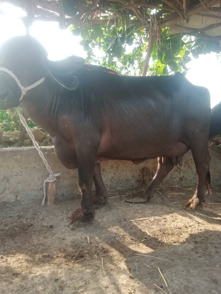 આ ભેંસ વેચવાની છે