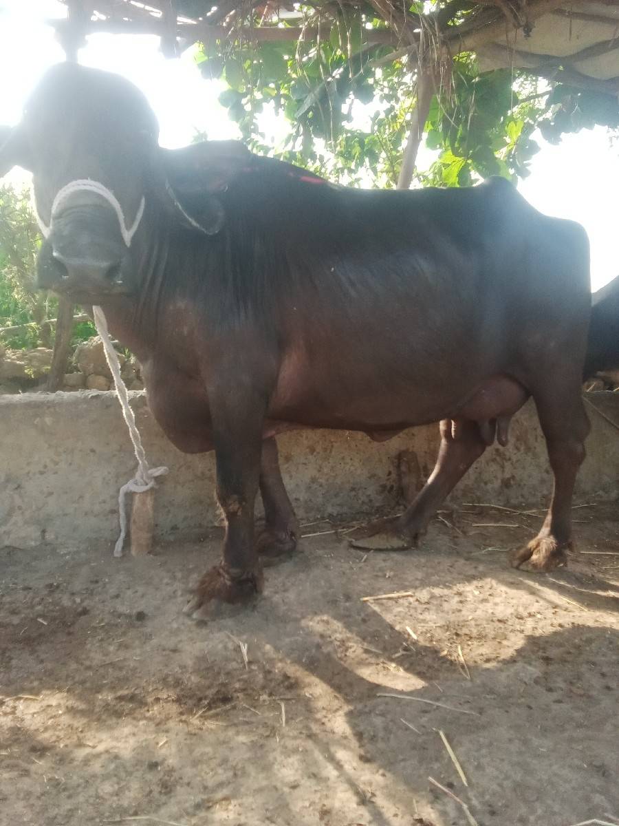 આ ભેંસ વેચવાની છે