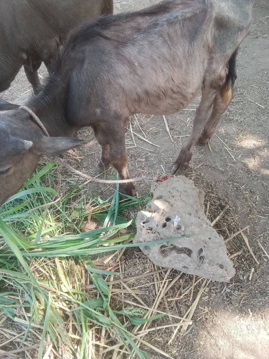 આ ભેંસ વેચવાની છે