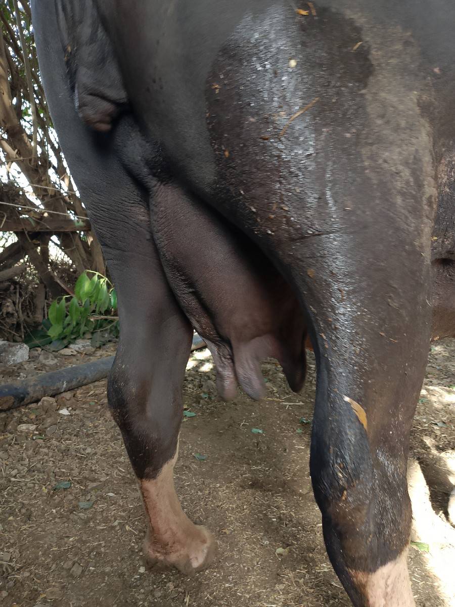 ભેંસ વેચવાની છે