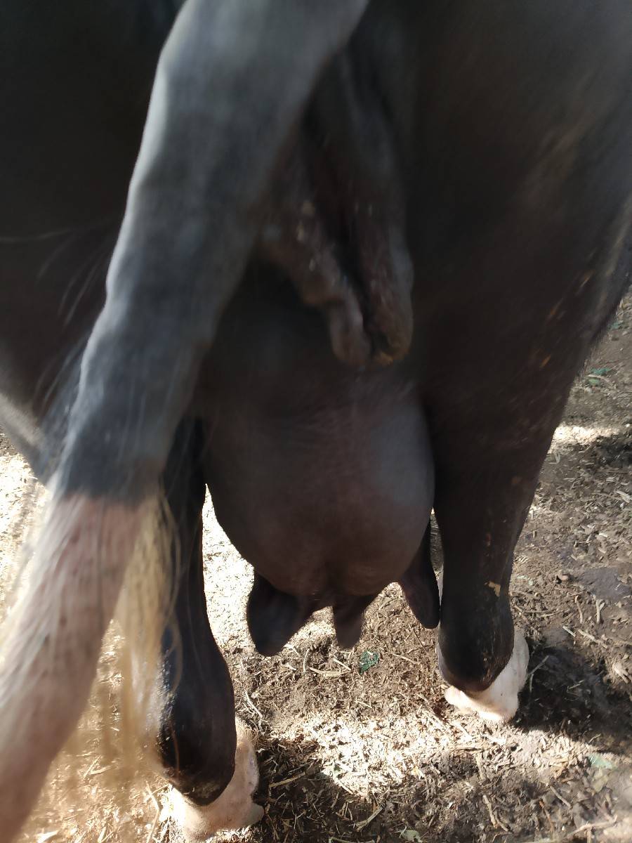 ભેંસ વેચવાની છે