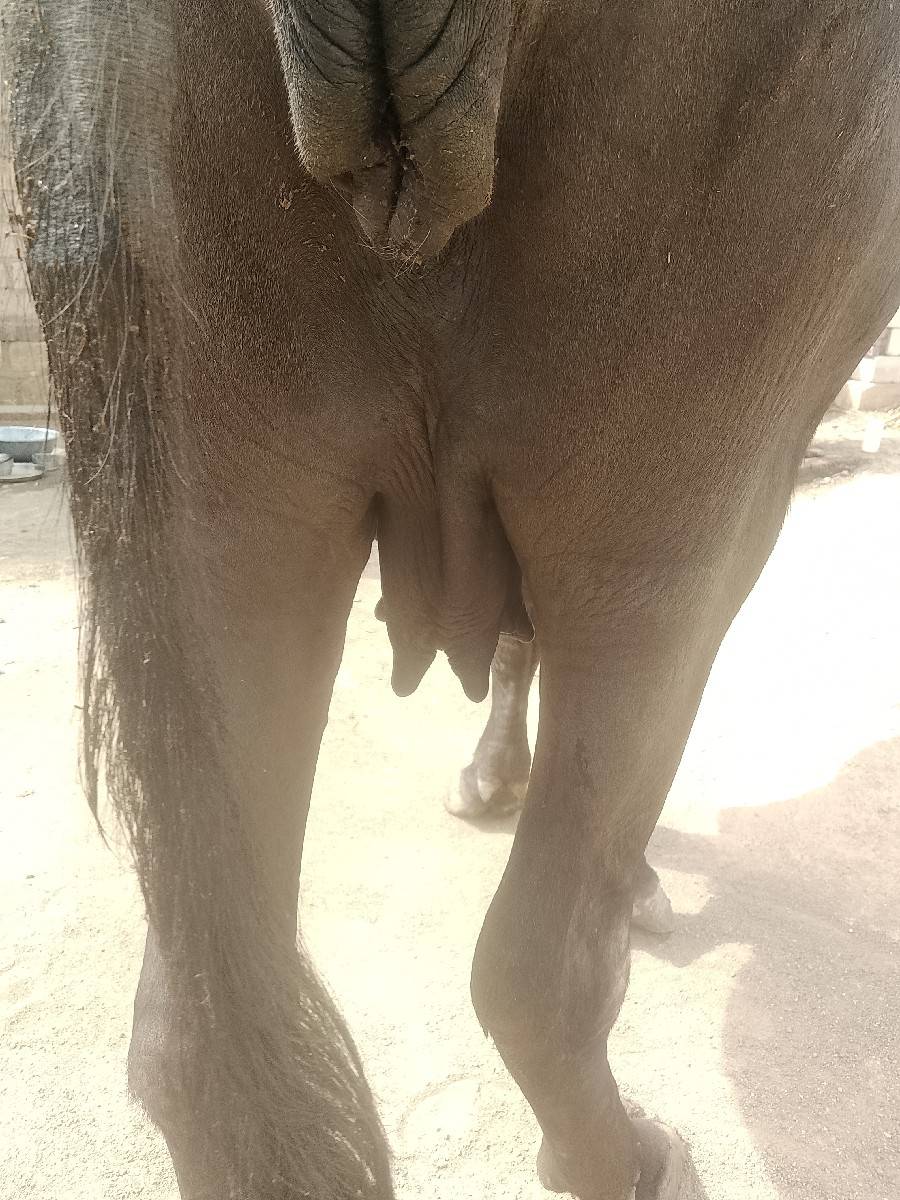 ૪ દાંતે પાડી વેચવાની સે