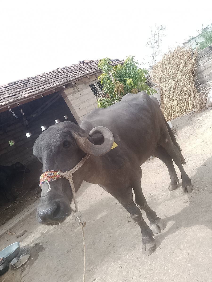 ૪ દાંતે પાડી વેચવાની સે