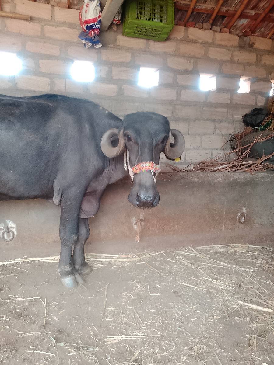 ૪ દાંતે પાડી વેચવાની સે