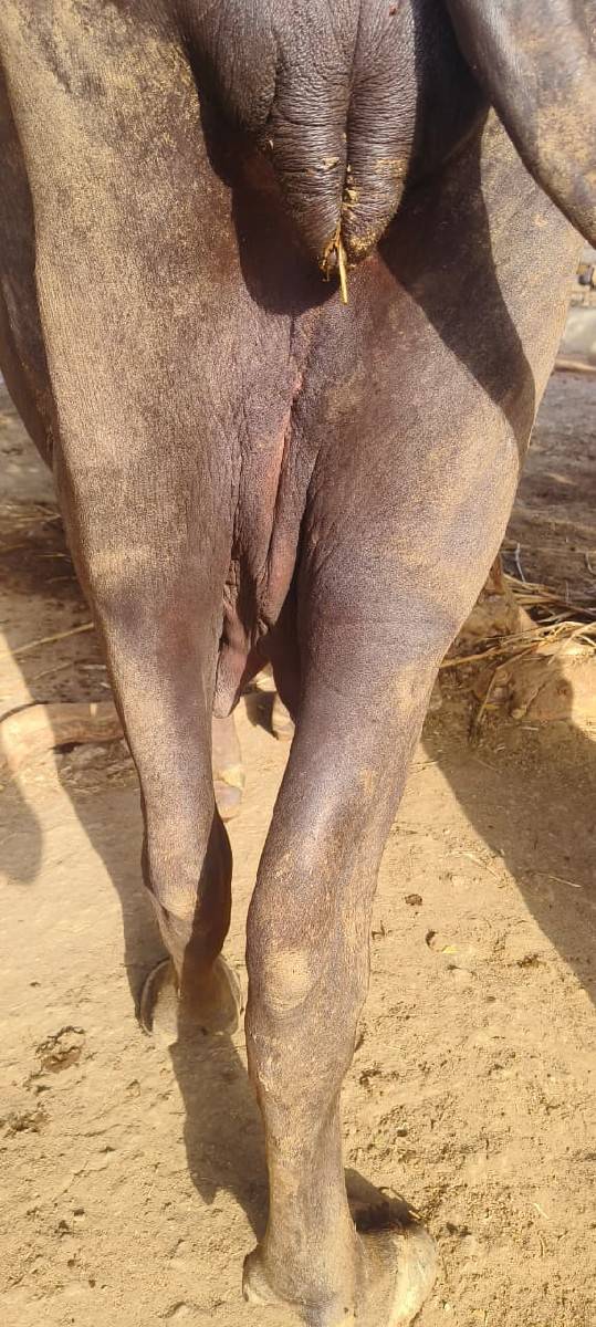 વેચવા ની છે