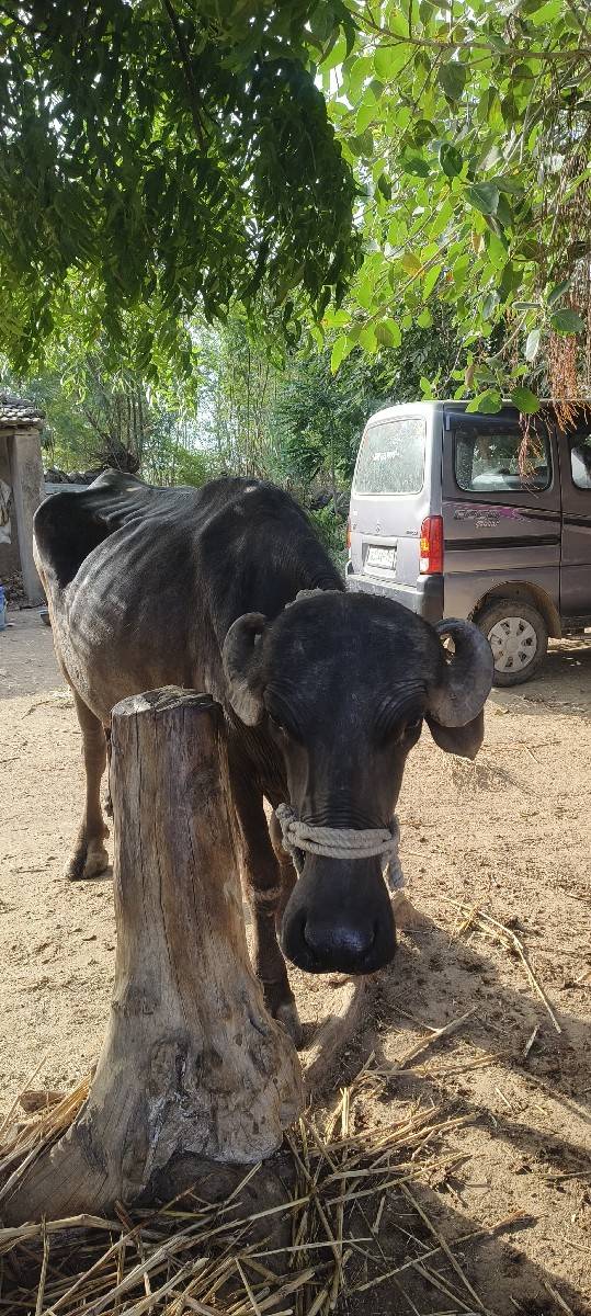 વેચવા ની છે