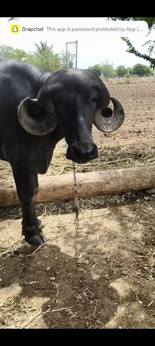 જાફરાબાદી ખડાય 3