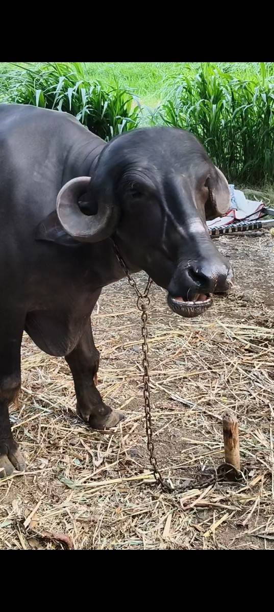 જાફરાબાદી ખડાય 3