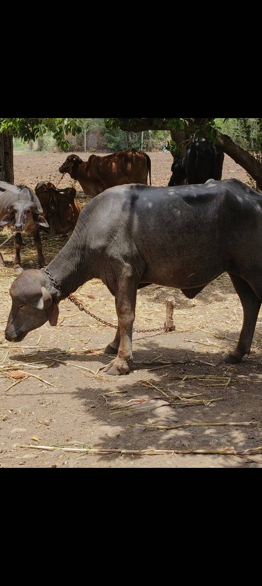 જાફરાબાદી ખડાય 3