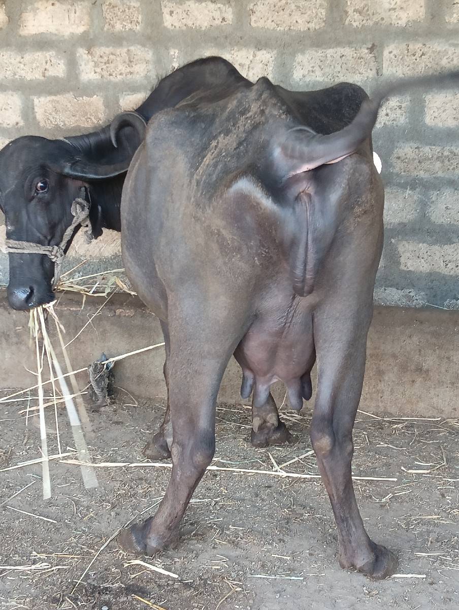 3જૂ વેતર ભેંસ