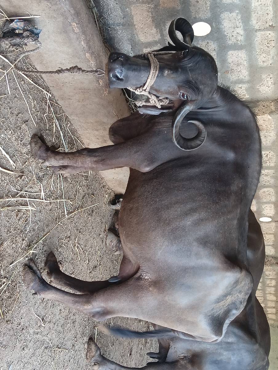 3જૂ વેતર ભેંસ