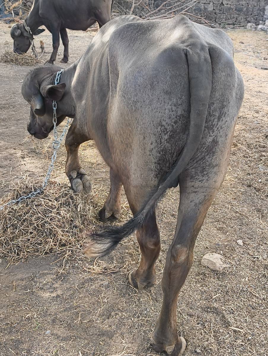 જાફરો પાડો વેચવાનો છે