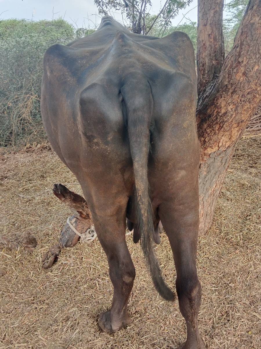 ભેંસ વેચવાની છે