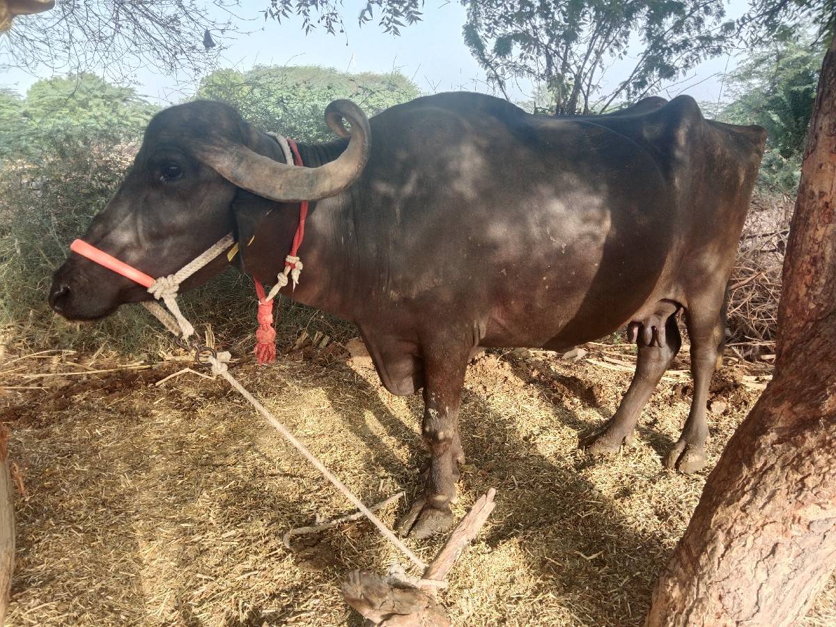 ભેંસ વેચવાની છે