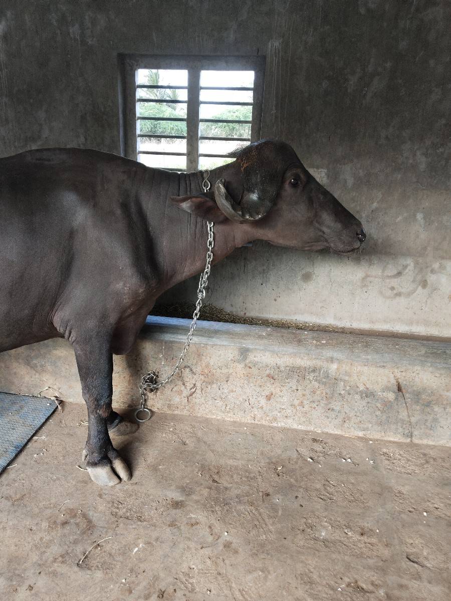 ભેંસ વેચવાની છે