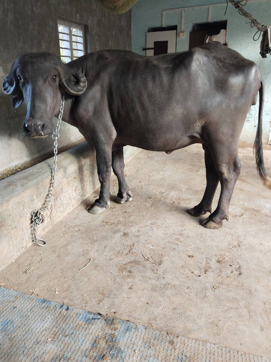 ભેંસ વેચવાની છે